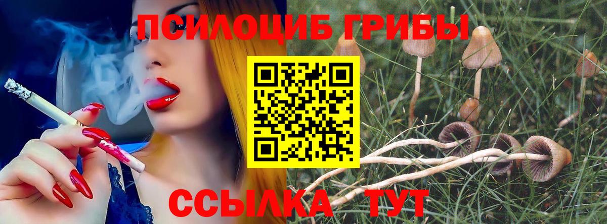 Псилоцибиновые грибы Psilocybe Ликино-Дулёво